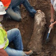 ICE AGE MAMMOTH, BISON AND OTHER FOSSILS FOUND AT CONSTRUCTION SITE IN SAN DIEGO
